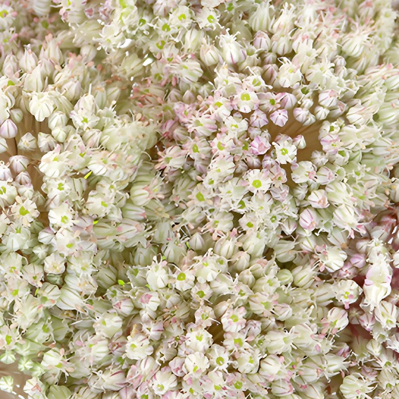 Snowball Allium Flowers