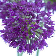 Ready To Go Wholesale Centerpieces Card