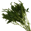 Green Upright Amaranthus Bulk Fall Greens
