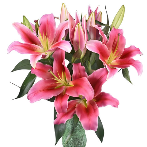 Watermelon Pink Lily Flower