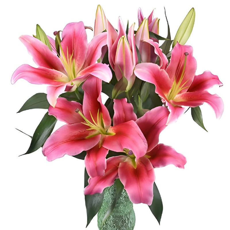 Watermelon Pink Lily Flower
