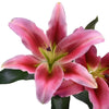 Watermelon Pink Lily Flower
