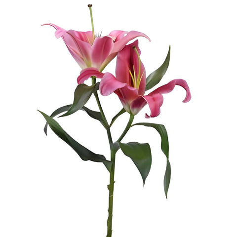 Watermelon Pink Lily Flower