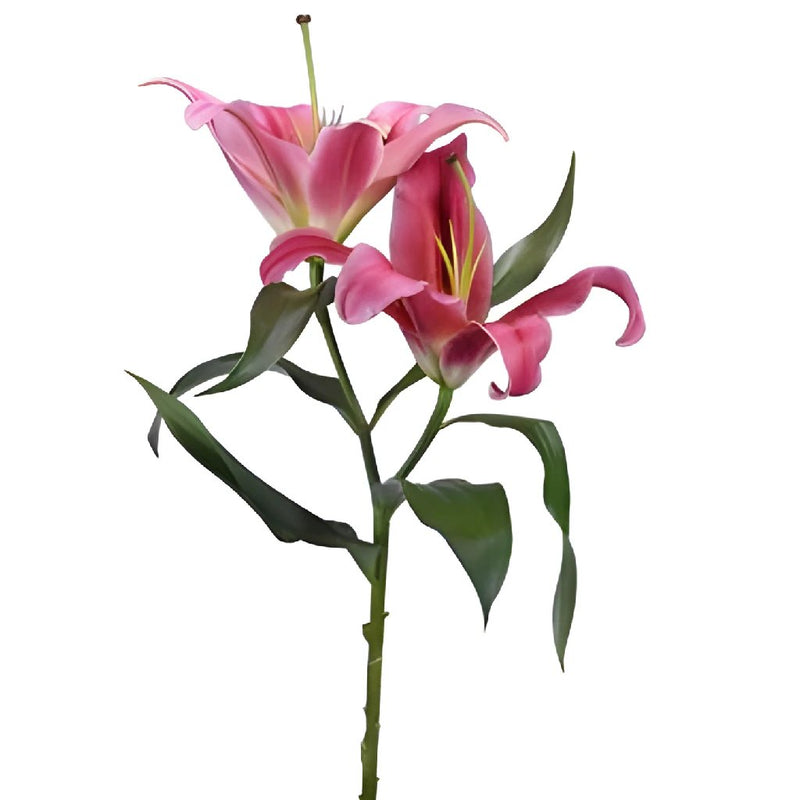 Watermelon Pink Lily Flower