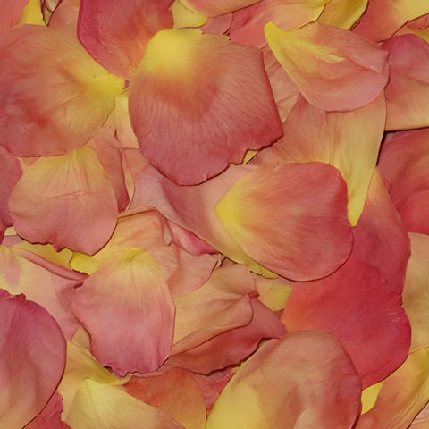 Amber Dried Rose Petals