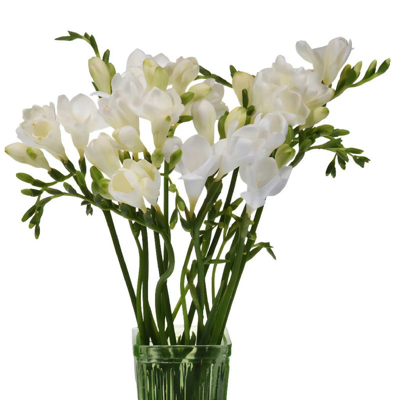 White Freesia Flower