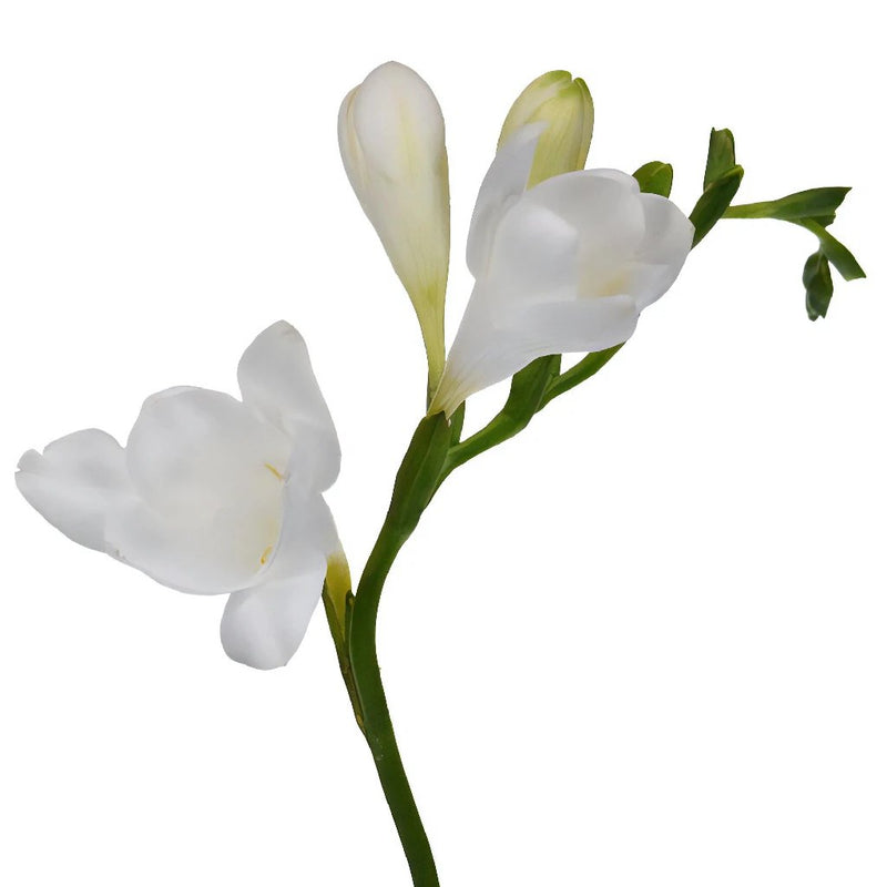 White Freesia Flower