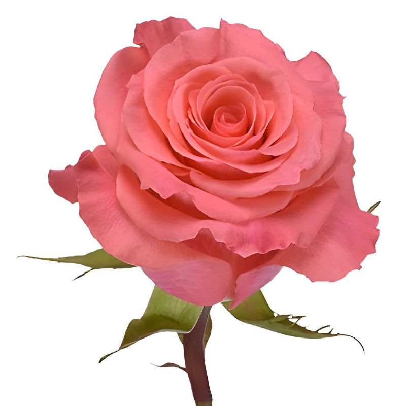Amsterdam Hot Coral Pink Rose