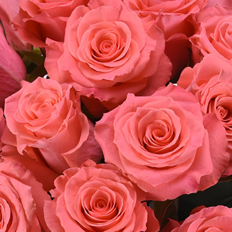 Amsterdam Hot Coral Pink Rose