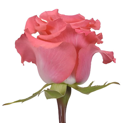 Amsterdam Hot Coral Pink Rose