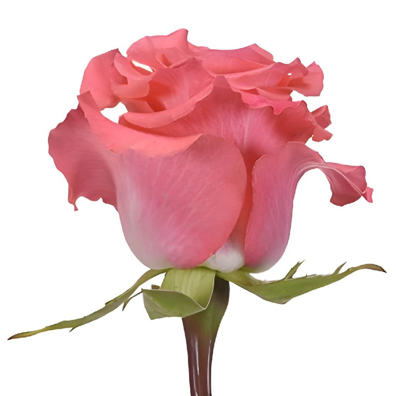 Amsterdam Hot Coral Pink Rose