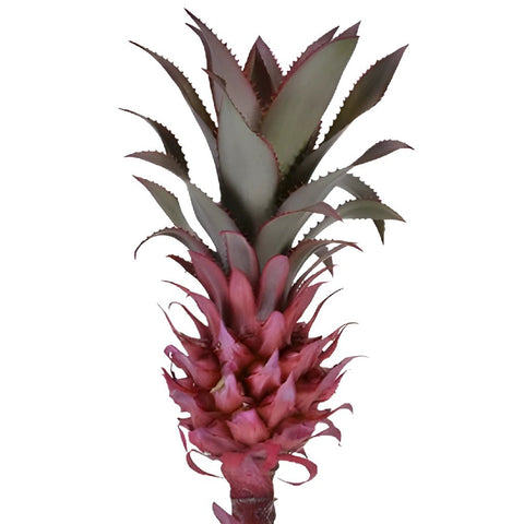Mini Scarlet Pineapples