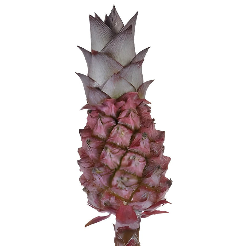 Mini Scarlet Pineapples