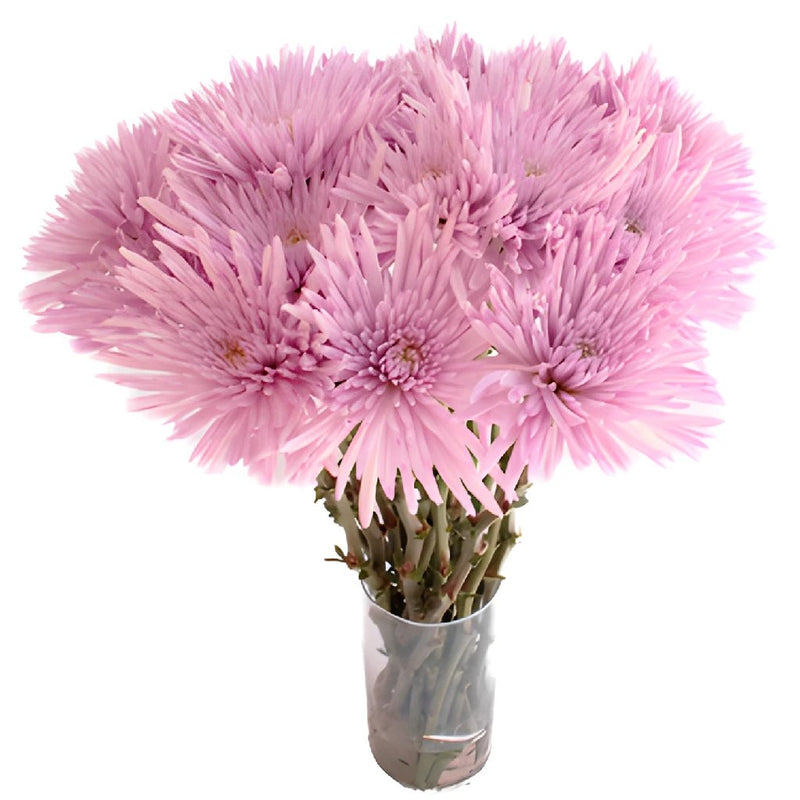Anastasia Spider Millennial Pink Flowers