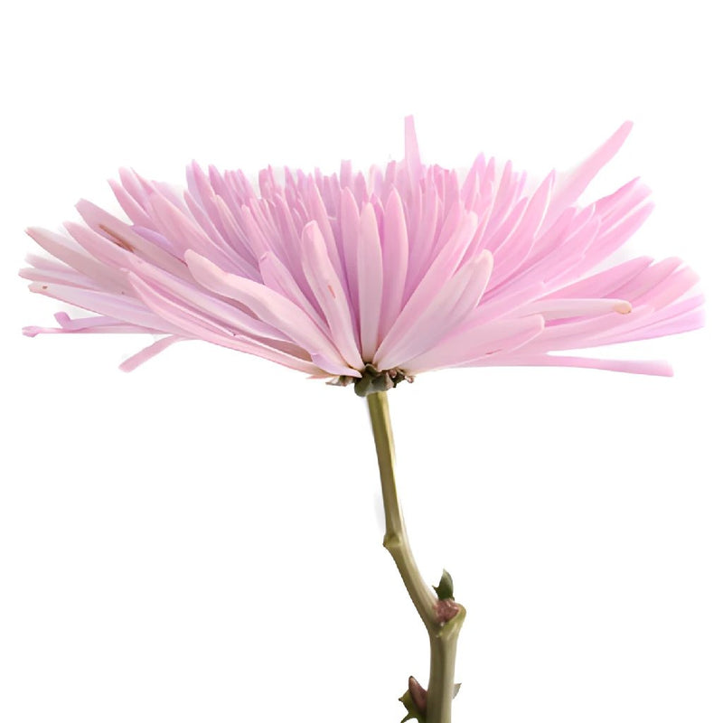 Anastasia Spider Millennial Pink Flowers