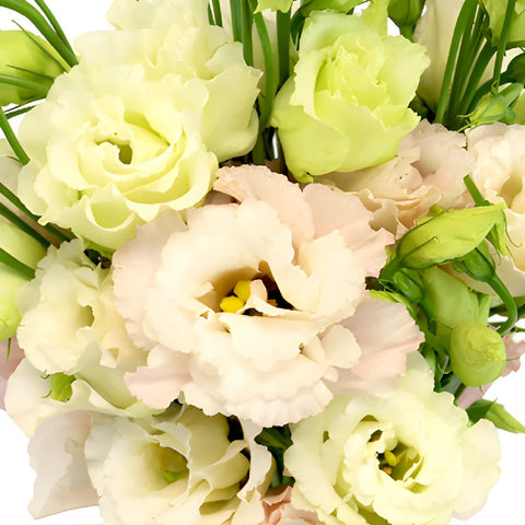 Blush Lisianthus Wholesale Bulk Flower