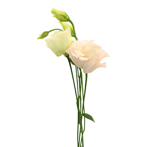 Blush Lisianthus Wholesale Bulk Flower