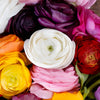 Save the Ranunculus Wild Flowers