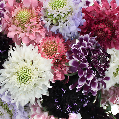 Assorted Farm Mix Scabiosa Flower