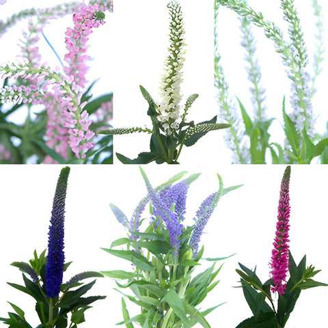 Assorted Veronica Flower