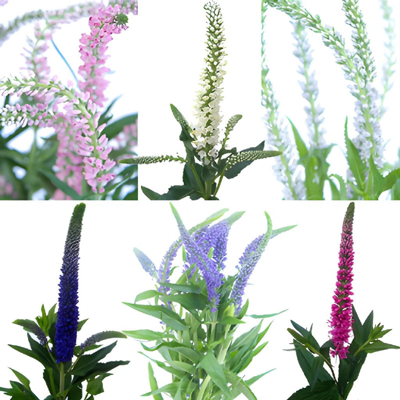 Assorted Veronica Flower