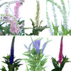 Assorted Veronica Flower