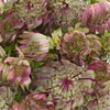 Green Splash Lilac Astrantia