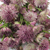 Pinky Lavender Wholesale Astrantia