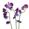 Lavender and Purple Bicolor Designer Japanese Sweet Peas