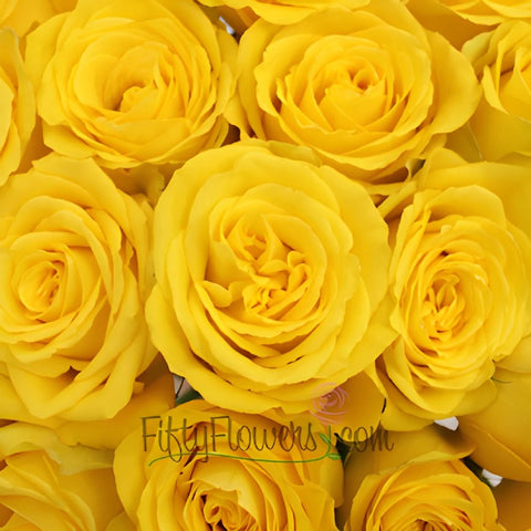 Yellow Bikini Rose