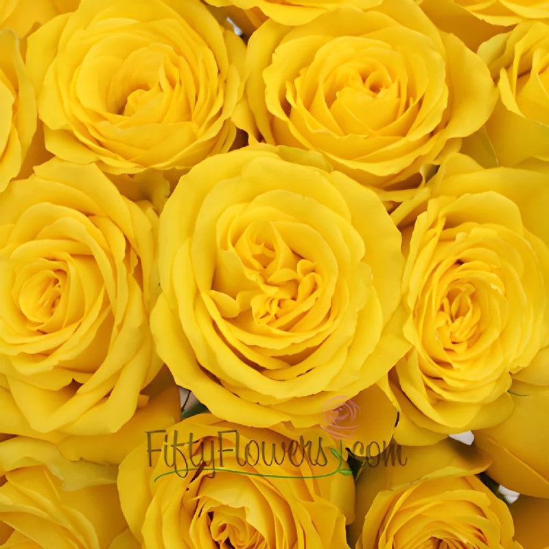 Yellow Bikini Rose