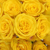 Yellow Bikini Rose