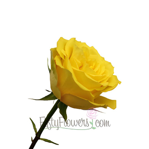 Yellow Bikini Rose