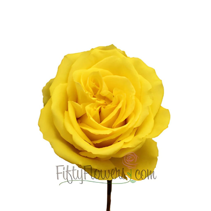 Yellow Bikini Rose