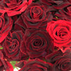 Scarlett Ohara Red Sweetheart Rose