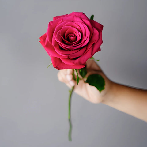 Roseberry Pink Rose