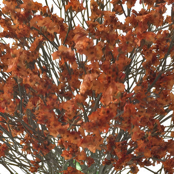 Airbrushed Burnt Orange Limonium