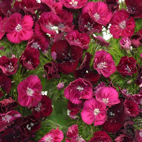 Burgundy Bohemian Dianthus Flower