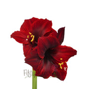 Ready To Go Wholesale Centerpieces Card