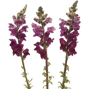 Snapdragon Burgundy Flower