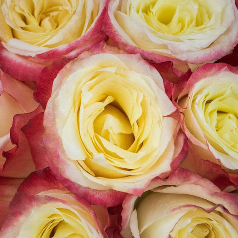 Cabaret Yellow and Red Roses Close Up