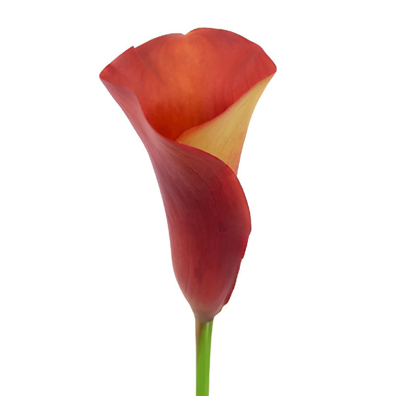 Sunset Orange Mini Calla