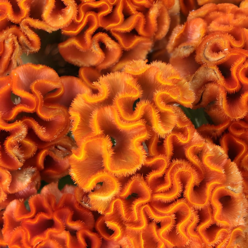 Celosia Orange Fresh Flower