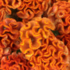 Celosia Orange Fresh Flower
