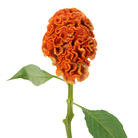 Celosia Orange Fresh Flower
