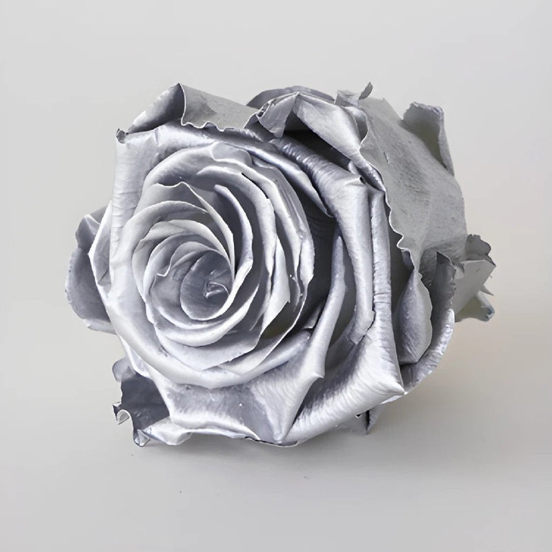 Preserved Chimborazo Silver Rose