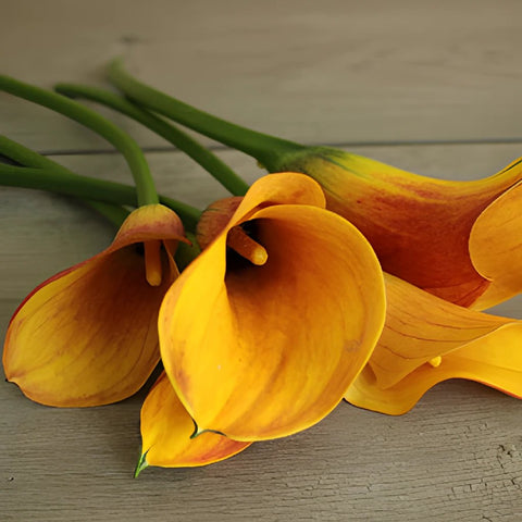 Chocolate Orange Mini Calla Flower