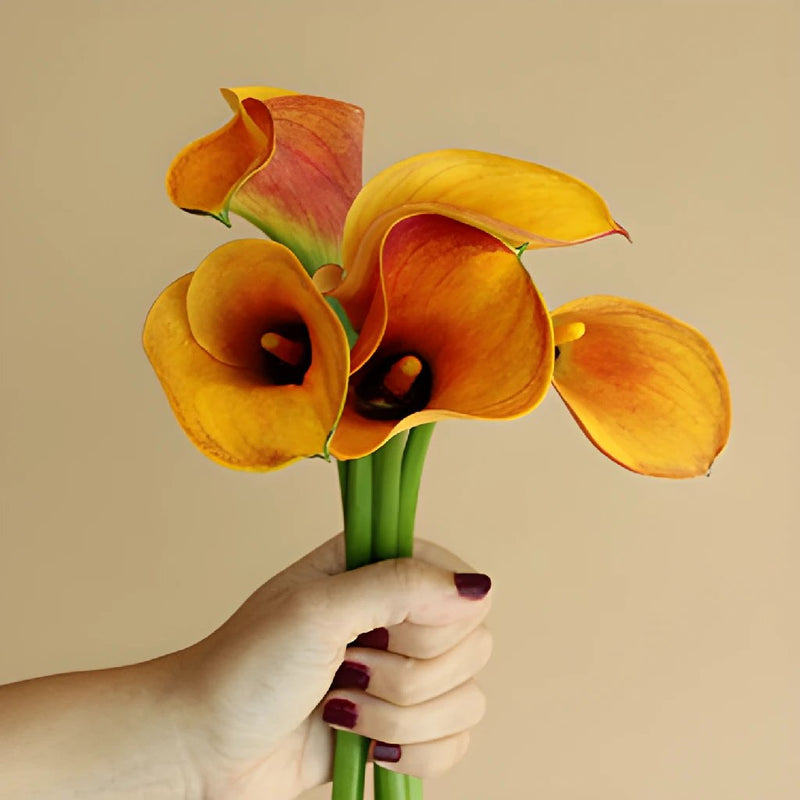 Chocolate Orange Mini Calla Flower