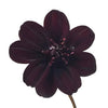 Chocolate Cosmos Flower
