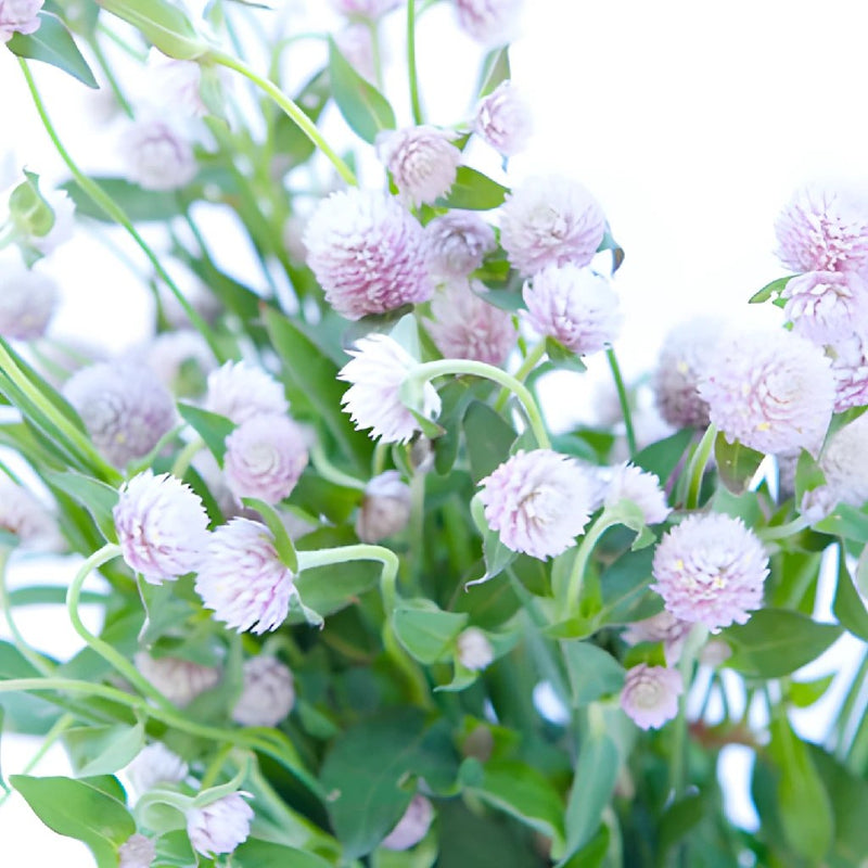 Wispy Lavender Gomphrena Fresh Flowers